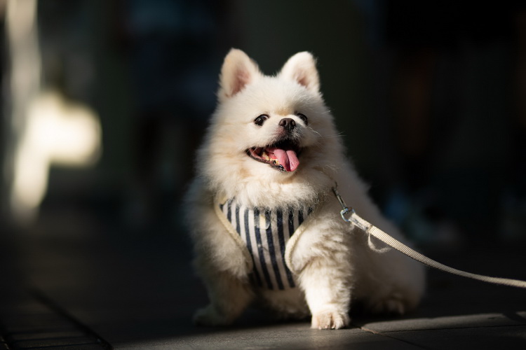 美科推出索尼E卡口85mm F1.8镜头 再度复兴焊马-第6张图片-科技快讯