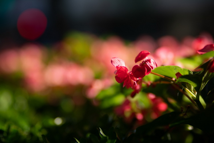 美科推出索尼E卡口85mm F1.8镜头 再度复兴焊马-第5张图片-科技快讯