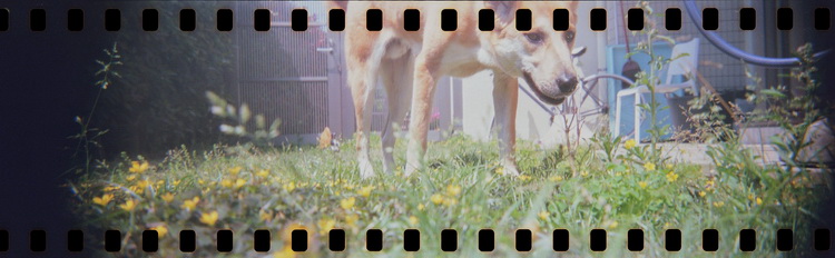 Lomography发布宽幅胶片相机 镜头可注水-第6张图片-科技快讯