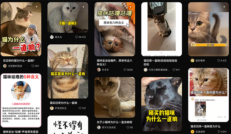 “猫咪为什么一直响”有解了？百度新专利称可翻译动物语言-第2张图片-科技快讯