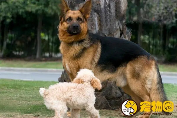 警犬一般都是啥品种-警犬哪个品种好-第3张图片-科技快讯