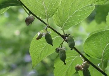 木天蓼又叫什么(木天蓼怎么使用 木天蓼可以吃吗)-第7张图片-科技快讯
