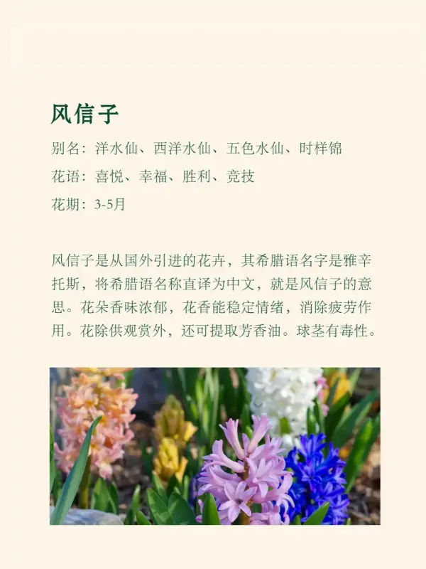 怎样养好风信子-风信子什么时候养为好,怎么养-第5张图片-科技快讯 怎样养好风信子-风信子什么时候养为好,怎么养-第5张图片-科技快讯