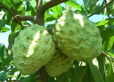 这个是释迦果吗(这是什么植物-有一股像释迦果叶子的臭味。)-第22张图片-科技快讯 这个是释迦果吗(这是什么植物-有一股像释迦果叶子的臭味。)-第22张图片-科技快讯