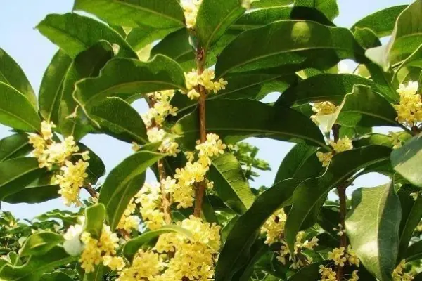 桂花怎么晒干保留香气和营养(为什么桂花晒干了还有香气)-第3张图片-科技快讯 桂花怎么晒干保留香气和营养(为什么桂花晒干了还有香气)-第3张图片-科技快讯