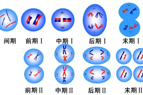 split是什么意思啊了(split怎么读)-第1张图片-科技快讯 split是什么意思啊了(split怎么读)-第1张图片-科技快讯