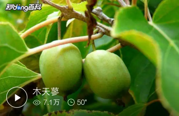 木天蓼又叫什么(木天蓼怎么使用 木天蓼可以吃吗)-第1张图片-科技快讯