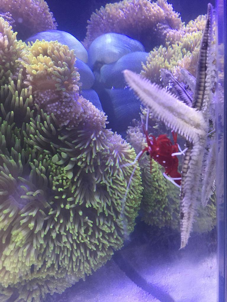 海星可以吃吗我好喜欢吃海星(太阳海星吃海星吗)-第10张图片-科技快讯
