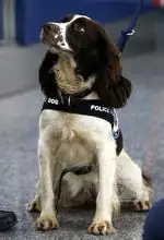 警犬一般都是啥品种-警犬哪个品种好-第1张图片-科技快讯