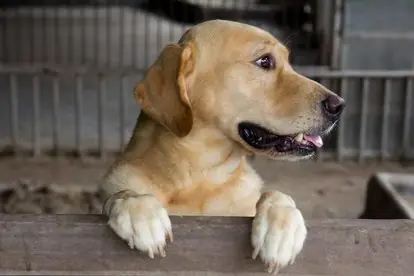 警犬一般都是啥品种-警犬哪个品种好-第11张图片-科技快讯