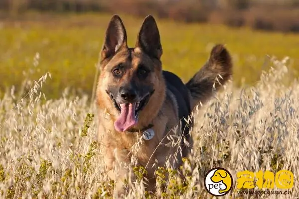 警犬一般都是啥品种-警犬哪个品种好-第4张图片-科技快讯
