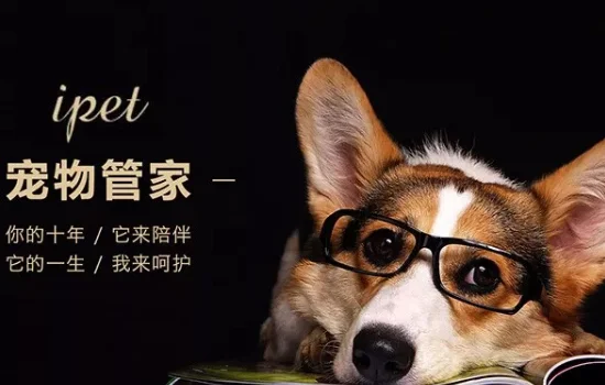 狗丢了怎么找专业找狗团队-在什么地方找狗-第1张图片-科技快讯 狗丢了怎么找专业找狗团队-在什么地方找狗-第1张图片-科技快讯