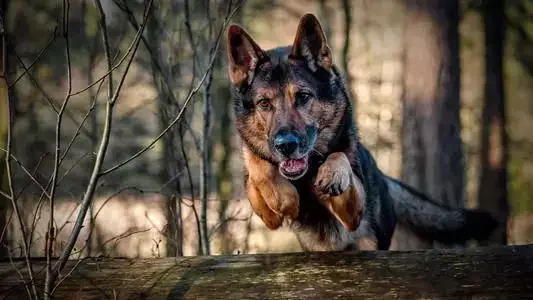 警犬一般都是啥品种-警犬哪个品种好-第10张图片-科技快讯