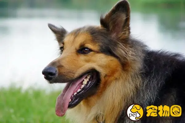 警犬一般都是啥品种-警犬哪个品种好-第6张图片-科技快讯