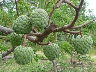 这个是释迦果吗(这是什么植物-有一股像释迦果叶子的臭味。)-第19张图片-科技快讯 这个是释迦果吗(这是什么植物-有一股像释迦果叶子的臭味。)-第19张图片-科技快讯