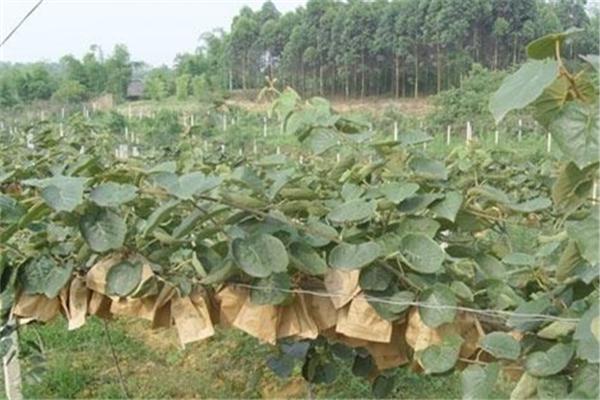 木天蓼又叫什么(木天蓼怎么使用 木天蓼可以吃吗)-第5张图片-科技快讯