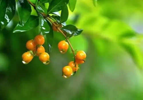 秋月对仗什么-秋月对什么的词语-第1张图片-科技快讯