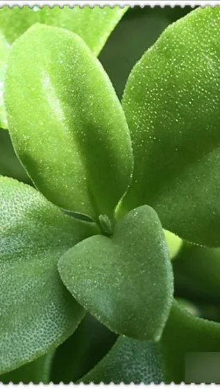 微距拍摄的技巧 微距拍摄的技巧介绍(手机微距拍摄技巧有哪些)-第6张图片-科技快讯 微距拍摄的技巧 微距拍摄的技巧介绍(手机微距拍摄技巧有哪些)-第6张图片-科技快讯