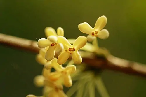 桂花怎么晒干保留香气和营养(为什么桂花晒干了还有香气)-第2张图片-科技快讯 桂花怎么晒干保留香气和营养(为什么桂花晒干了还有香气)-第2张图片-科技快讯