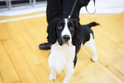 警犬一般都是啥品种-警犬哪个品种好-第12张图片-科技快讯