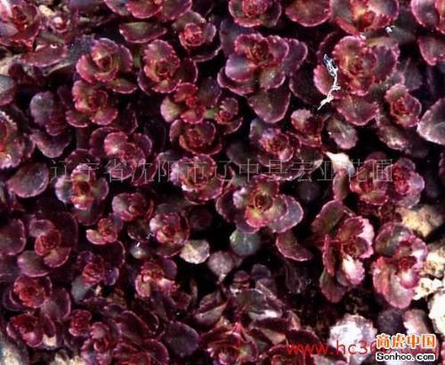 雪见草有地方叫雪见愁吗-雪见和雪见草是一回事么--第9张图片-科技快讯 雪见草有地方叫雪见愁吗-雪见和雪见草是一回事么--第9张图片-科技快讯
