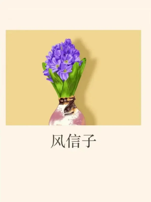 怎样养好风信子-风信子什么时候养为好,怎么养-第4张图片-科技快讯 怎样养好风信子-风信子什么时候养为好,怎么养-第4张图片-科技快讯