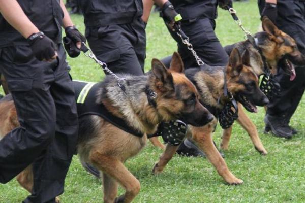 警犬一般都是啥品种-警犬哪个品种好-第9张图片-科技快讯
