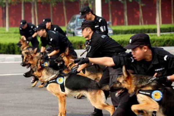 警犬一般都是啥品种-警犬哪个品种好-第7张图片-科技快讯