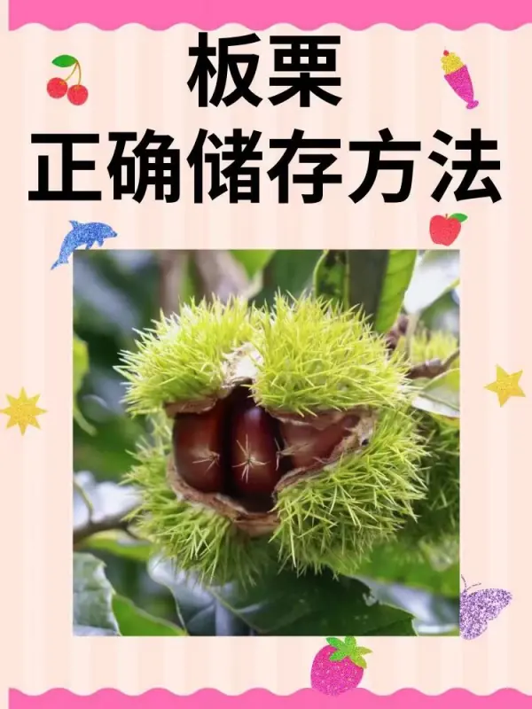 怎么存放板栗不会坏 怎样保存板栗不会坏-第1张图片-科技快讯 怎么存放板栗不会坏 怎样保存板栗不会坏-第1张图片-科技快讯