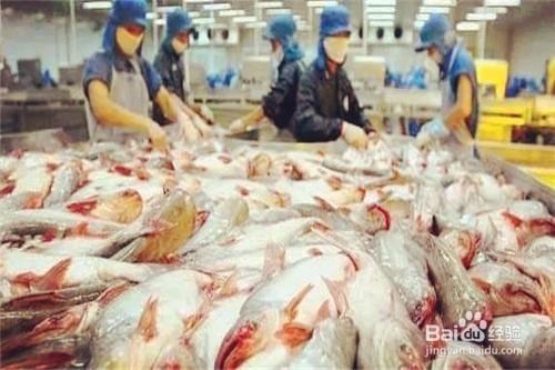 怎样区分巴沙鱼和龙利鱼-巴沙鱼片和龙利鱼一样吗-第1张图片-科技快讯 怎样区分巴沙鱼和龙利鱼-巴沙鱼片和龙利鱼一样吗-第1张图片-科技快讯