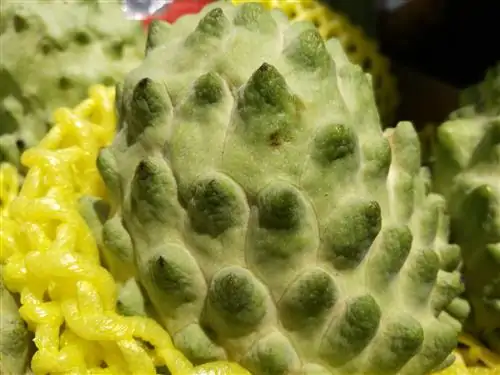 这个是释迦果吗(这是什么植物-有一股像释迦果叶子的臭味。)-第12张图片-科技快讯 这个是释迦果吗(这是什么植物-有一股像释迦果叶子的臭味。)-第12张图片-科技快讯