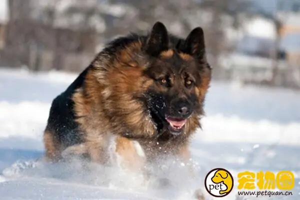 警犬一般都是啥品种-警犬哪个品种好-第2张图片-科技快讯