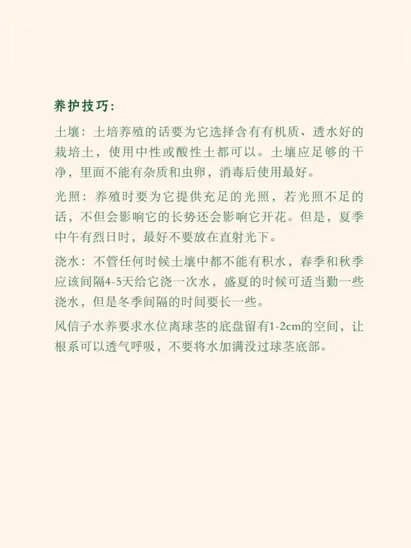 怎样养好风信子-风信子什么时候养为好,怎么养-第6张图片-科技快讯 怎样养好风信子-风信子什么时候养为好,怎么养-第6张图片-科技快讯