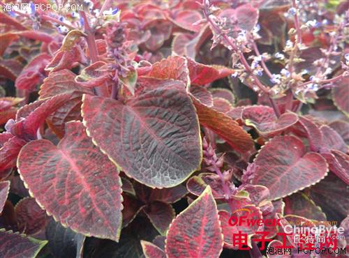 小米4与小米note哪个好-对比评测如下-第39张图片-科技快讯