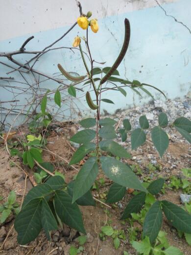 这个是释迦果吗(这是什么植物-有一股像释迦果叶子的臭味。)-第6张图片-科技快讯 这个是释迦果吗(这是什么植物-有一股像释迦果叶子的臭味。)-第6张图片-科技快讯