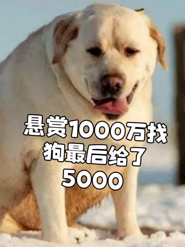 狗丢了怎么找专业找狗团队-在什么地方找狗-第9张图片-科技快讯 狗丢了怎么找专业找狗团队-在什么地方找狗-第9张图片-科技快讯