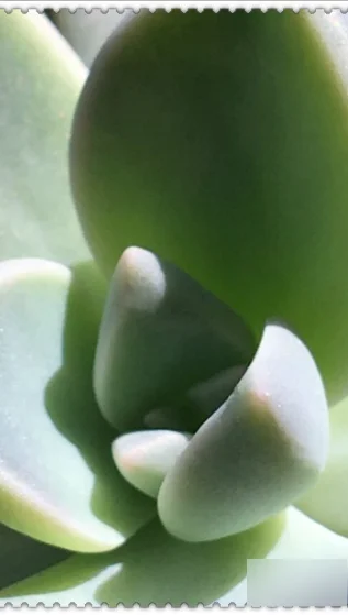微距拍摄的技巧 微距拍摄的技巧介绍(手机微距拍摄技巧有哪些)-第5张图片-科技快讯 微距拍摄的技巧 微距拍摄的技巧介绍(手机微距拍摄技巧有哪些)-第5张图片-科技快讯