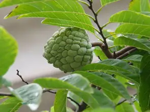 这个是释迦果吗(这是什么植物-有一股像释迦果叶子的臭味。)-第24张图片-科技快讯 这个是释迦果吗(这是什么植物-有一股像释迦果叶子的臭味。)-第24张图片-科技快讯