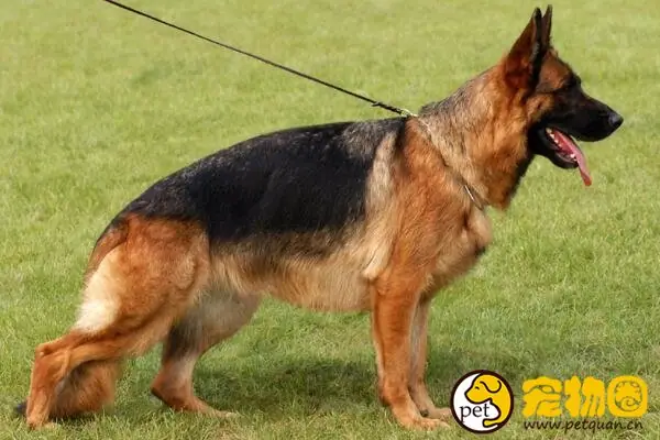 警犬一般都是啥品种-警犬哪个品种好-第5张图片-科技快讯