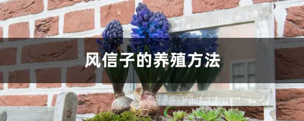 怎样养好风信子-风信子什么时候养为好,怎么养-第1张图片-科技快讯 怎样养好风信子-风信子什么时候养为好,怎么养-第1张图片-科技快讯