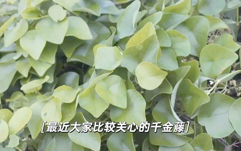 千金藤素生产公司,千金藤素生产公司排名-第1张图片-金银屋 千金藤素生产公司,千金藤素生产公司排名-第1张图片-金银屋