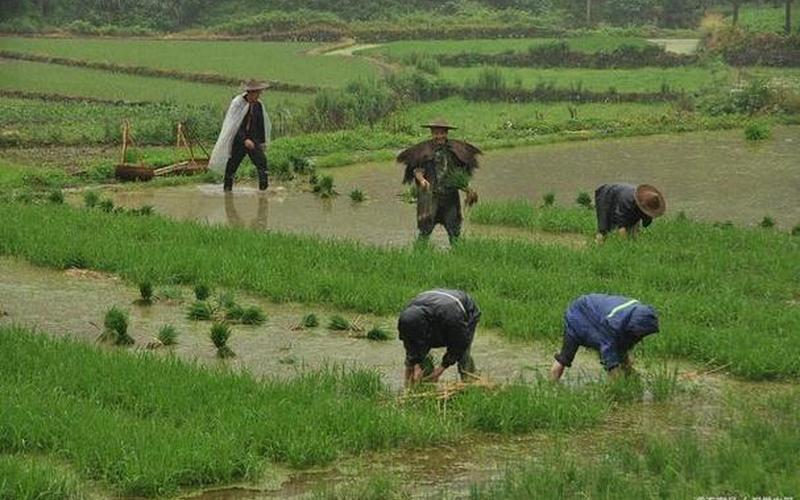 中国股市庄稼汉-第1张图片-金银屋