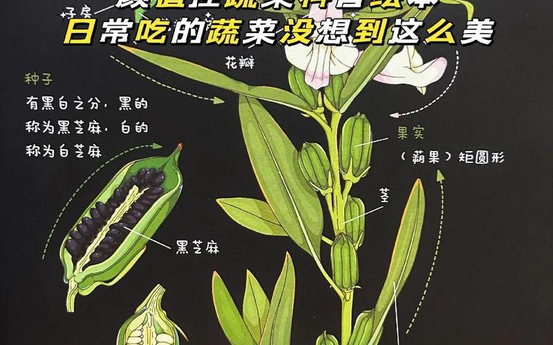 黑芝麻行情：从种植到市场的全链条探析-第1张图片-金银屋