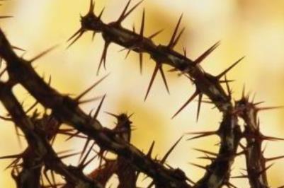 荆棘的拼音是什么啊及意思