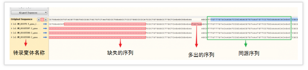 多序列比对教程6