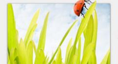 2345看图王常见问题截图