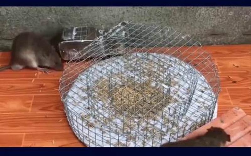高校鼠头涉事窗口几乎没人去吃饭_高校鼠头涉事窗口几乎没人去