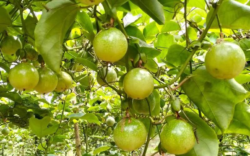 百香果產(chǎn)地_黃金百香果產(chǎn)地