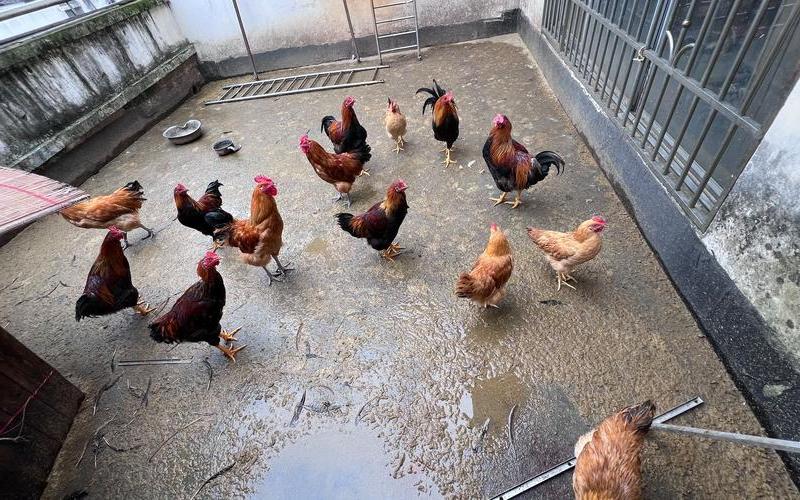 高楼住户种菜养鸭(楼顶种菜养鸡)