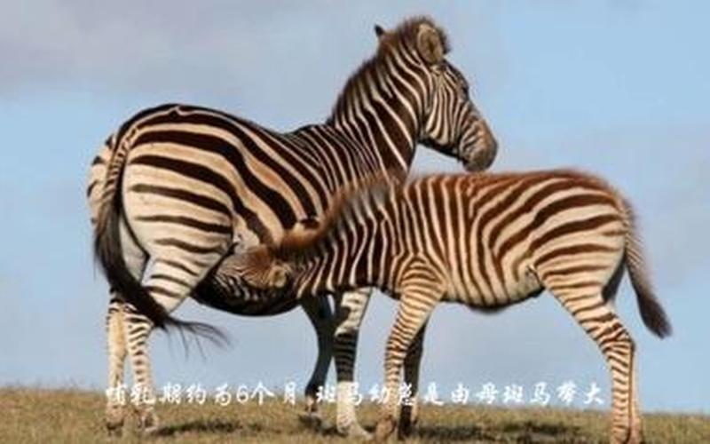 關于公馬和母馬怎樣交配的信息;關于公馬和母馬怎樣交配的信息有哪些